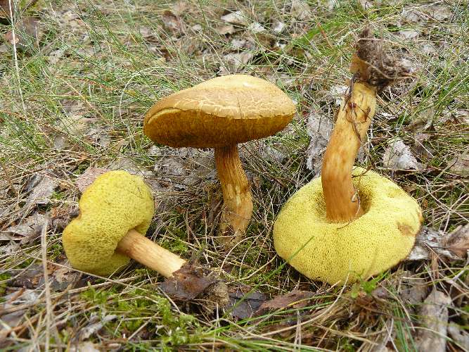 Boletus subtomentosus